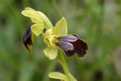 Ofride scura dai fiori piccoli (Ophrys fusca parviflora)