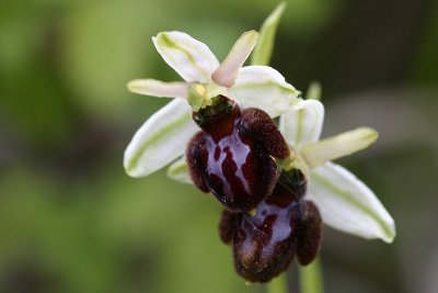 Ofride ragno palermitana (Ophrys panormitana)