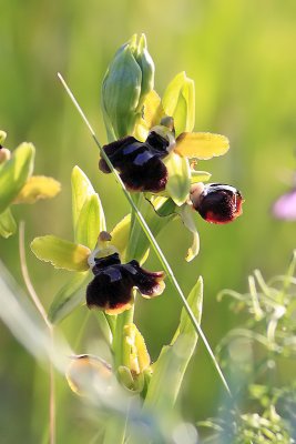 Ophrys passionis