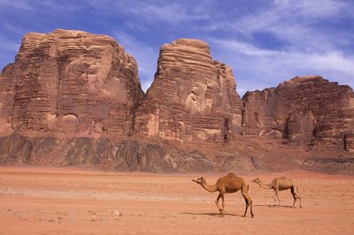 Camels