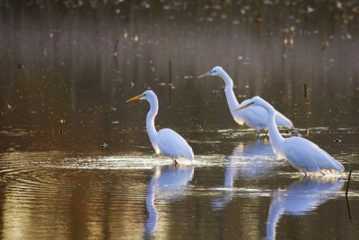 Egrets on the lookout