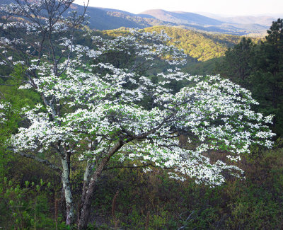 Overlook & Dogwood