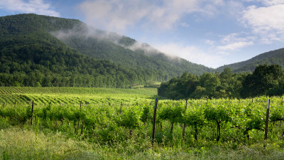 Morning light on the vineyards