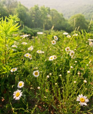 Summer fields