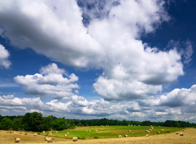 Summer Fields