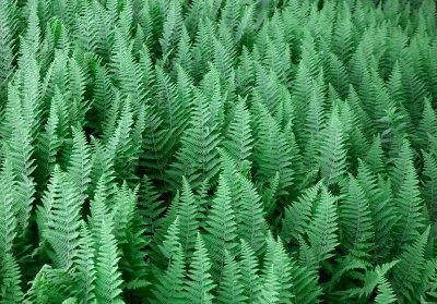 Ferns at Hogback