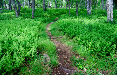 The path thru