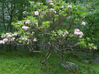 Mountain Laurel & Fog