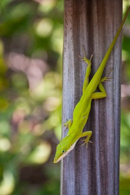 Green Anole