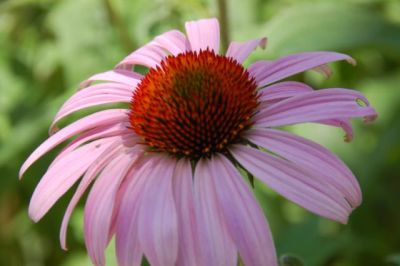 Coneflower