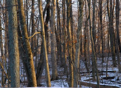 Winter Woods