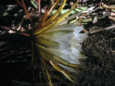  flor de cactus blanca