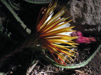  flor de cactus