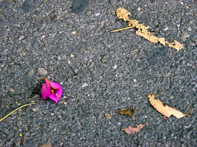 flor rosa en el piso