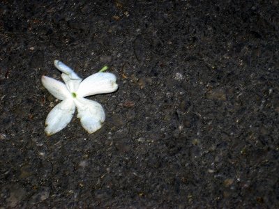 flor en el piso