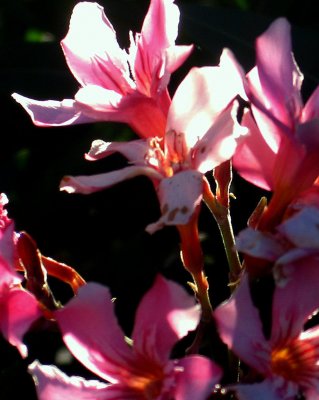  flores rosadas