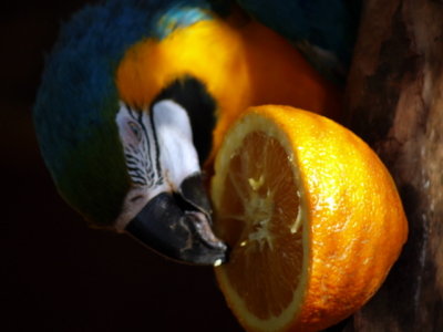 comiendo naranja