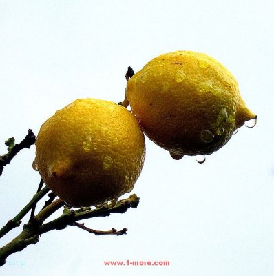 limones despues de la lluvia