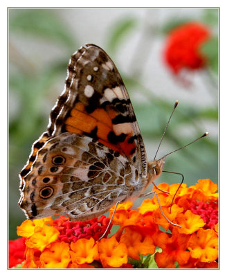 Painted Lady