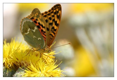 Nymphalidae