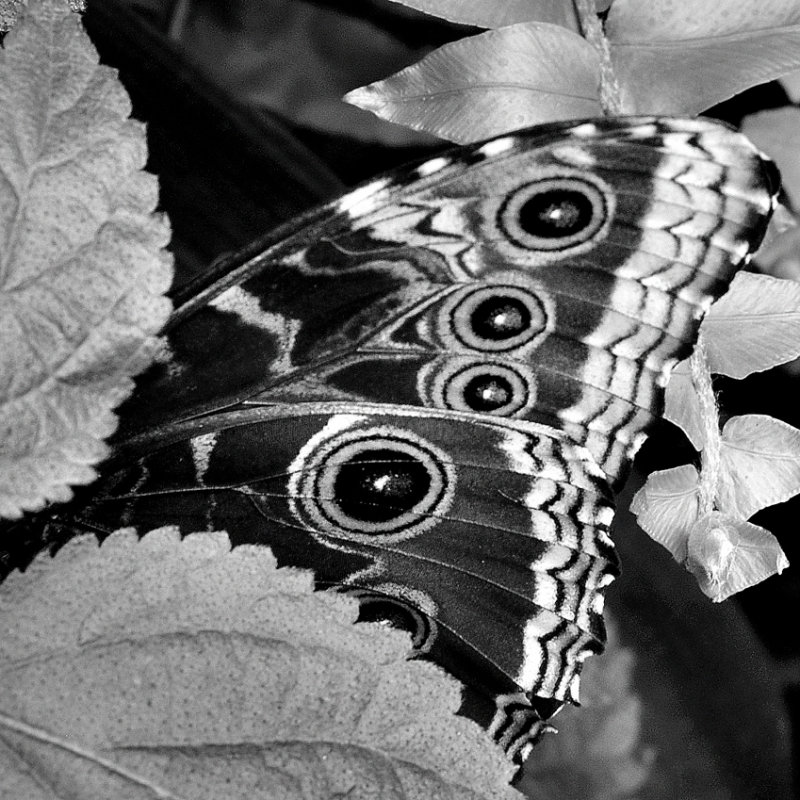Papillons en liberts - Jardin Botanique de Montral