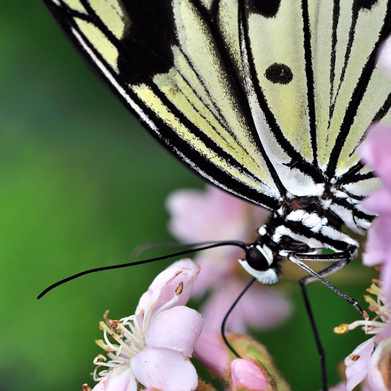 Papillons en libert