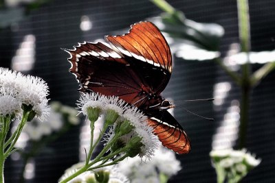 Papillons en libert - Jardin Botanique de Montral