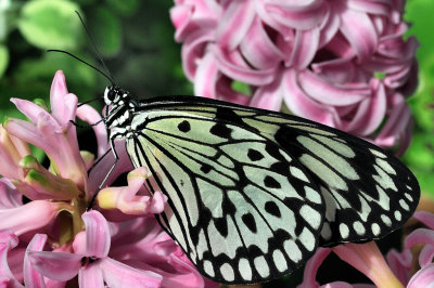 Papillons en liberts