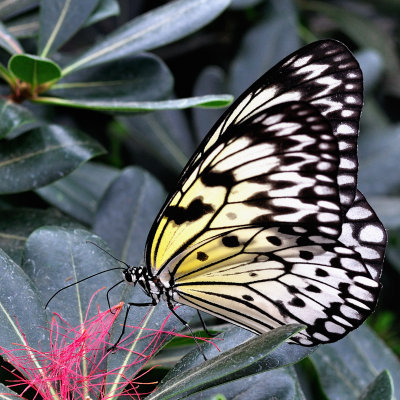 Papillons en liberts - Jardin Botanique de Montral