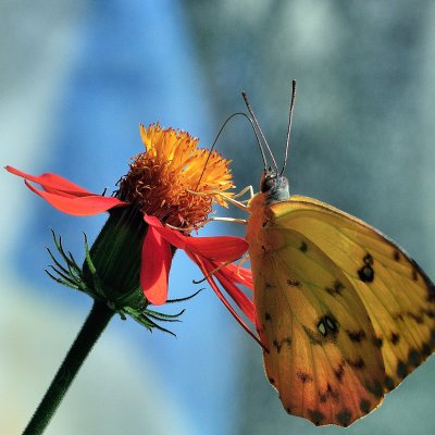 Papillons en libert
