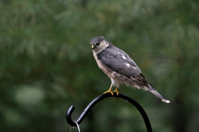 Feeding at my feeder