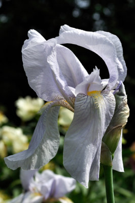 Iris