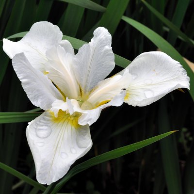 Iris blanc