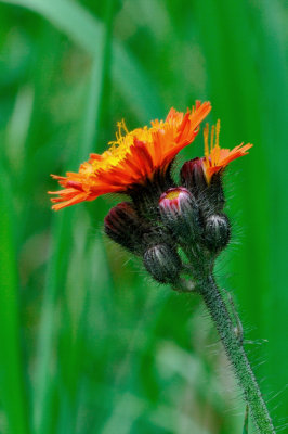 pervire orange - Orange Hawkweed