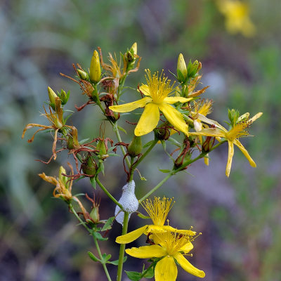 Fleurs sauvages avec larve de cercopid