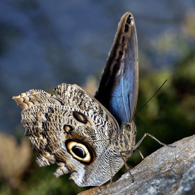 Papillon-chouette