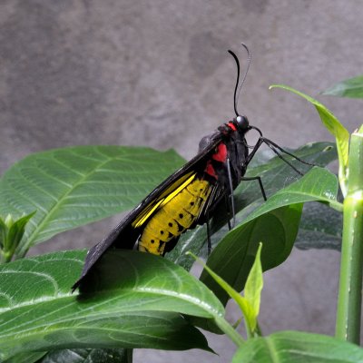 Papillons en libert 2012