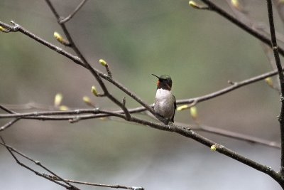 Colibris  gorge rubis