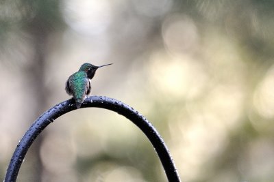 Colibris  gorge rubis sous la pluie