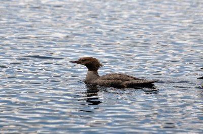 Grand harle - Grand Bec-scie - Common Merganser