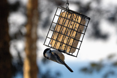 At the feeder