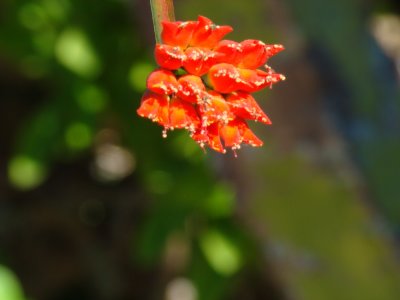 Blurred flower