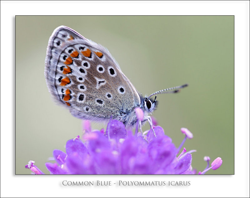 Common Blue - Polyommatus icarus