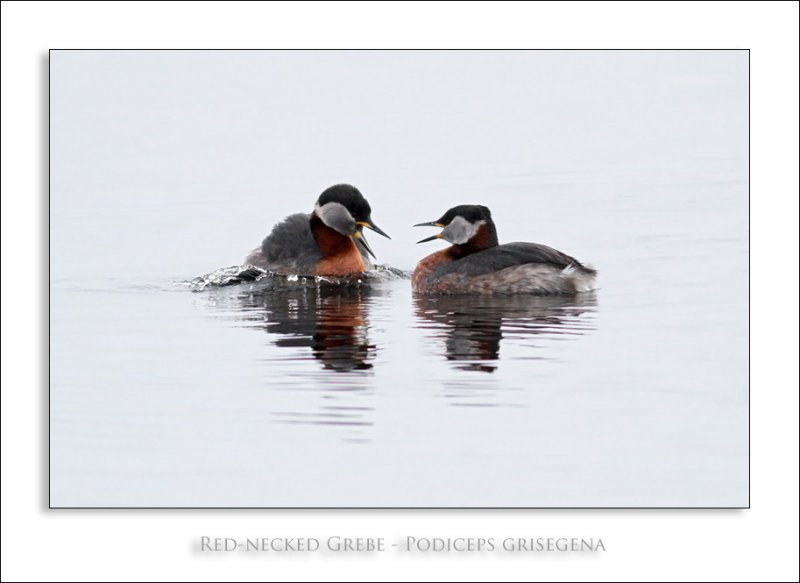 Red-necked Grebe - Podiceps grisegena