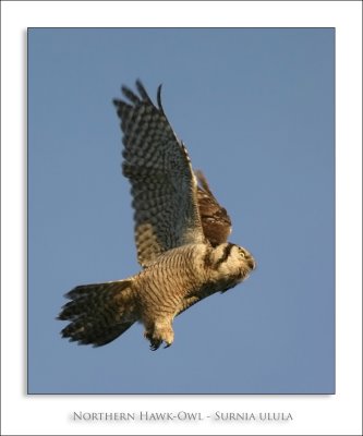 Northern Hawk-Owl - Surnia ulula