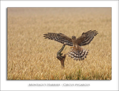 Montagu's Harrier - Circus pygargus