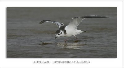 Little Gull - Hydrocoloeus minutus