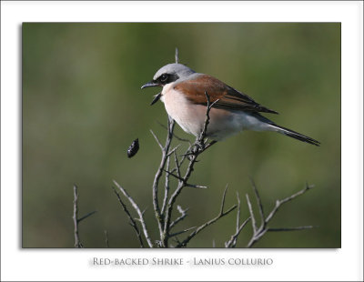 Red-backed Shrike - Lanius collurio