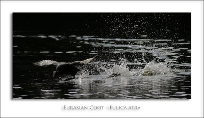 Eurasian Coot - Fulica atra