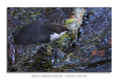 White-throated Dipper - Cinclus cinclus